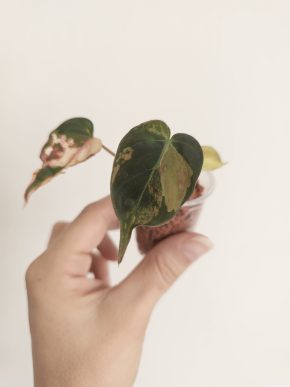 Philodendron micans variegated
