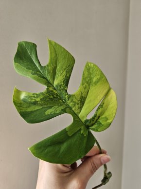 Rhaphidophora tetrasperma (aurea) variegata