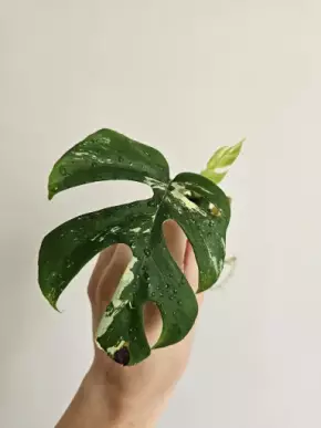 Monstera minima variegata