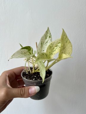 Epipremnum Snow/Marble Queen