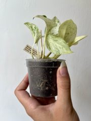 IMG_5012.jpeg