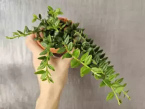 Hoya vaccinioides aka weebella - řízek