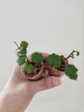 Hoya endauensis