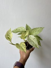 IMG_5014.jpeg