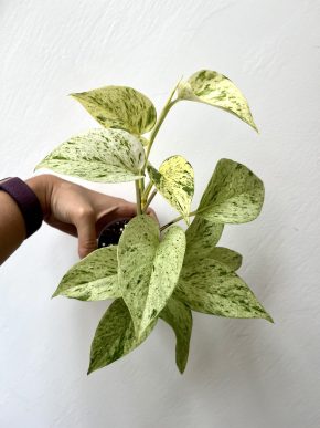 Epipremnum Snow/Marble Queen