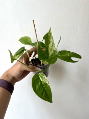 Epipremnum Pinnatum Variegata