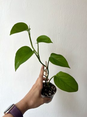 Epipremnum Marble Queen - Full Green