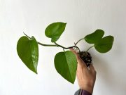 IMG_5027.jpeg