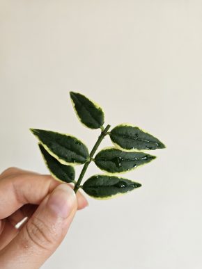 Hoya bella albomarginata ’Anneke Buis’