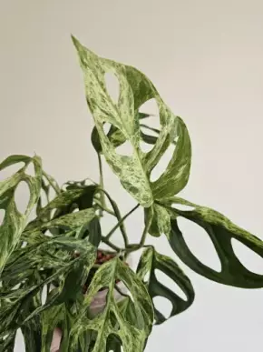 Monstera adansonii 'Indonesian Marble' řízek