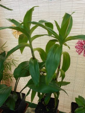 Kalisie voňavá - Callisia  fragrans