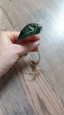 Alocasia polly