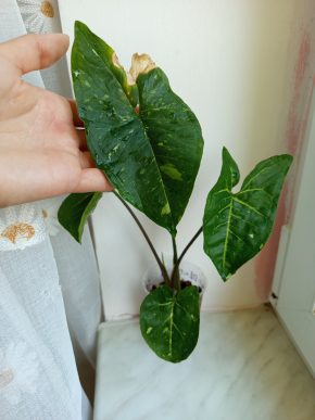 Syngonium Panda