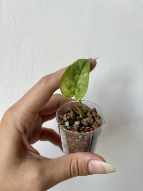 Epipremnum Pinnatum Mint (řízek 1)