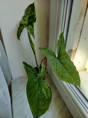 Syngonium Mojito