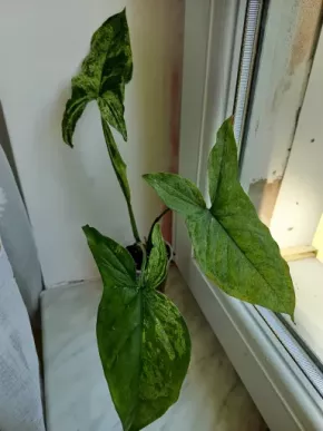 Syngonium Mojito