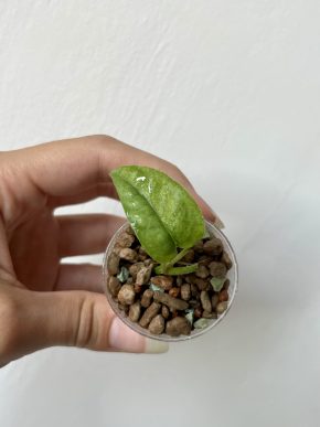 Epipremnum Pinnatum Mint (řízek 2)