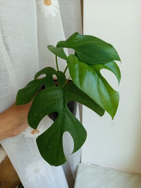 Monstera minima