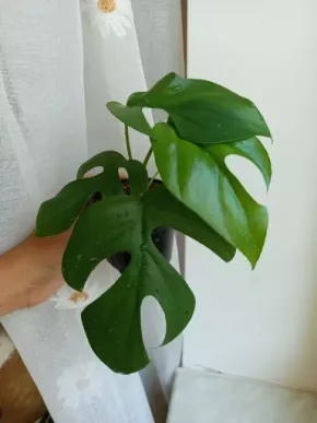 Monstera minima