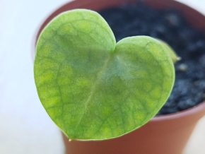 Anthurium clarinervium