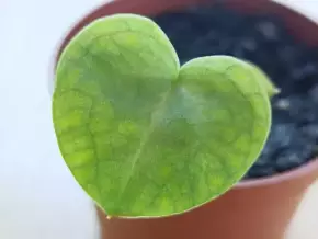 Anthurium clarinervium