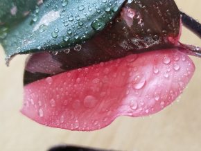 Philodendron Pink Princess