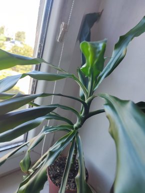 Dracena #1