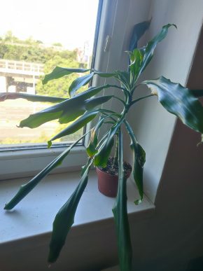 Dracena #1