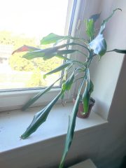 IMG_20250701_090041.jpg