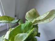 IMG_20250701_085341.jpg