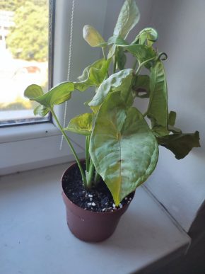 Syngonium Milk confetti#1