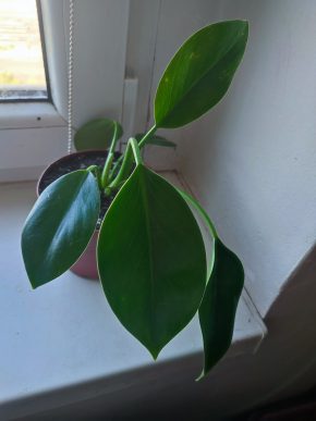 Philodendron green princess #1