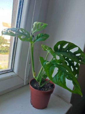Monstera Adansonii monkey leaf #1