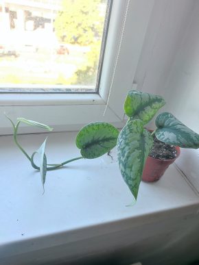 Velký Scindapsus pictus Exotica #1