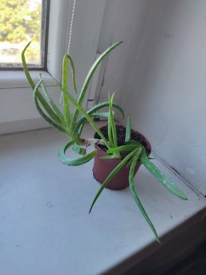 Aloe vera #1