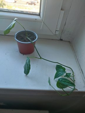 Monstera siltepecana #1