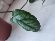 IMG_20250701_085541.jpg