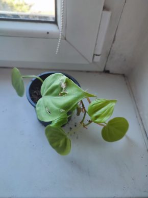 Philodendron Lemon Lime #1