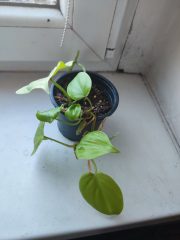 IMG_20250701_085557.jpg