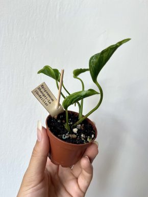 Epipremnum Shangri-La (Godzilla)