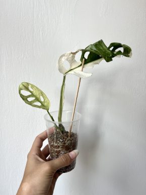 Monstera Adansoii variegata (Monkey Mask)