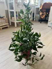 IMG_5095.jpeg