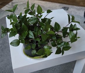 Tradescantia fluminensis,  velký trs