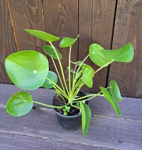 Pilea peperomioides 5