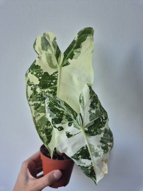 Alocasia Frydek Variegata