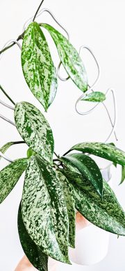 Hoya pubicalyx super splash