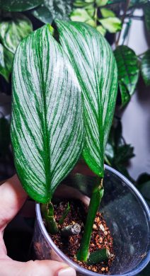 Epipremnum Silver Stripe 2v1