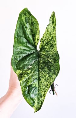 Syngonium mojito