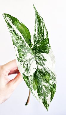 Syngonium Albo Variegata