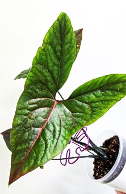Alocasia black jack (Cyrtosperma johnstonii) sběratelská rostlina